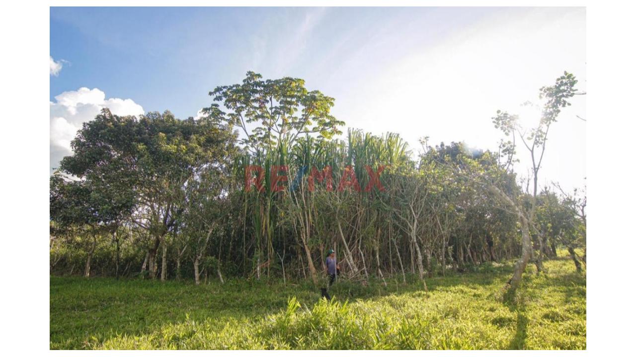 Vendo Terreno De 9 Hectáreas Con 444M2 En El Mismo Moyobamba - 10