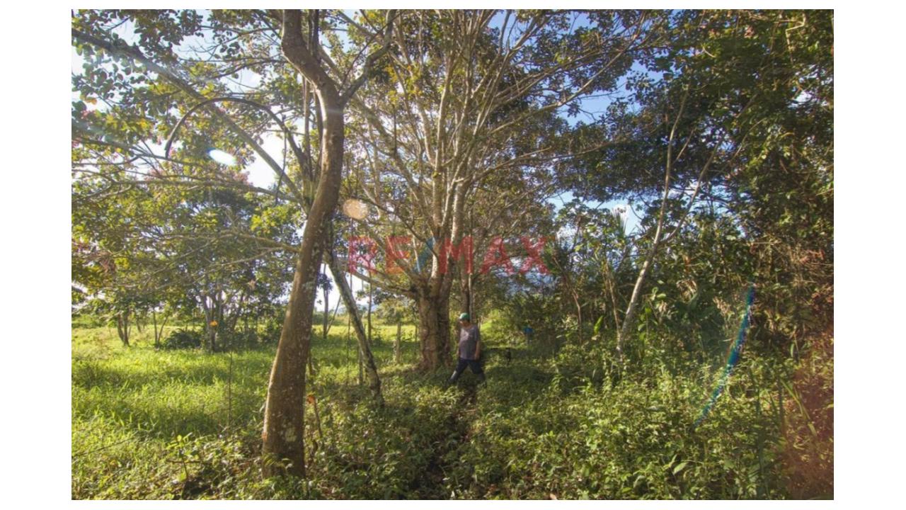 Vendo Terreno De 9 Hectáreas Con 444M2 En El Mismo Moyobamba - 4
