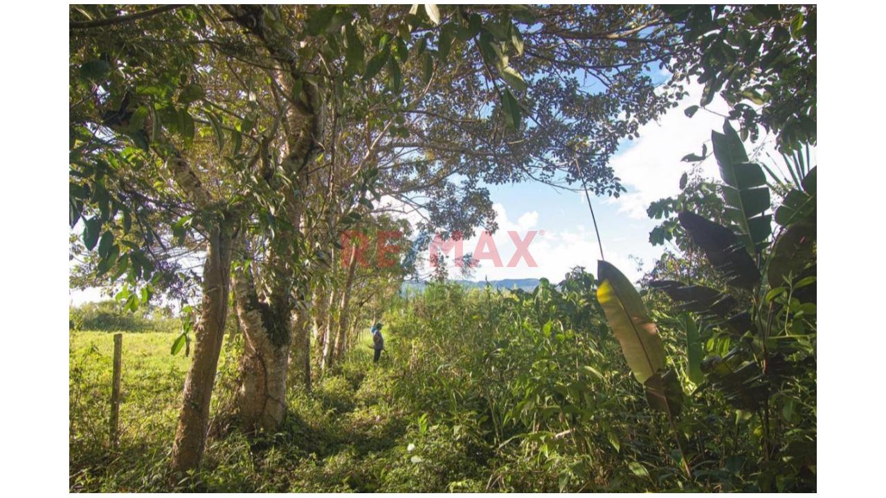 Vendo Terreno De 9 Hectáreas Con 444M2 En El Mismo Moyobamba - 6