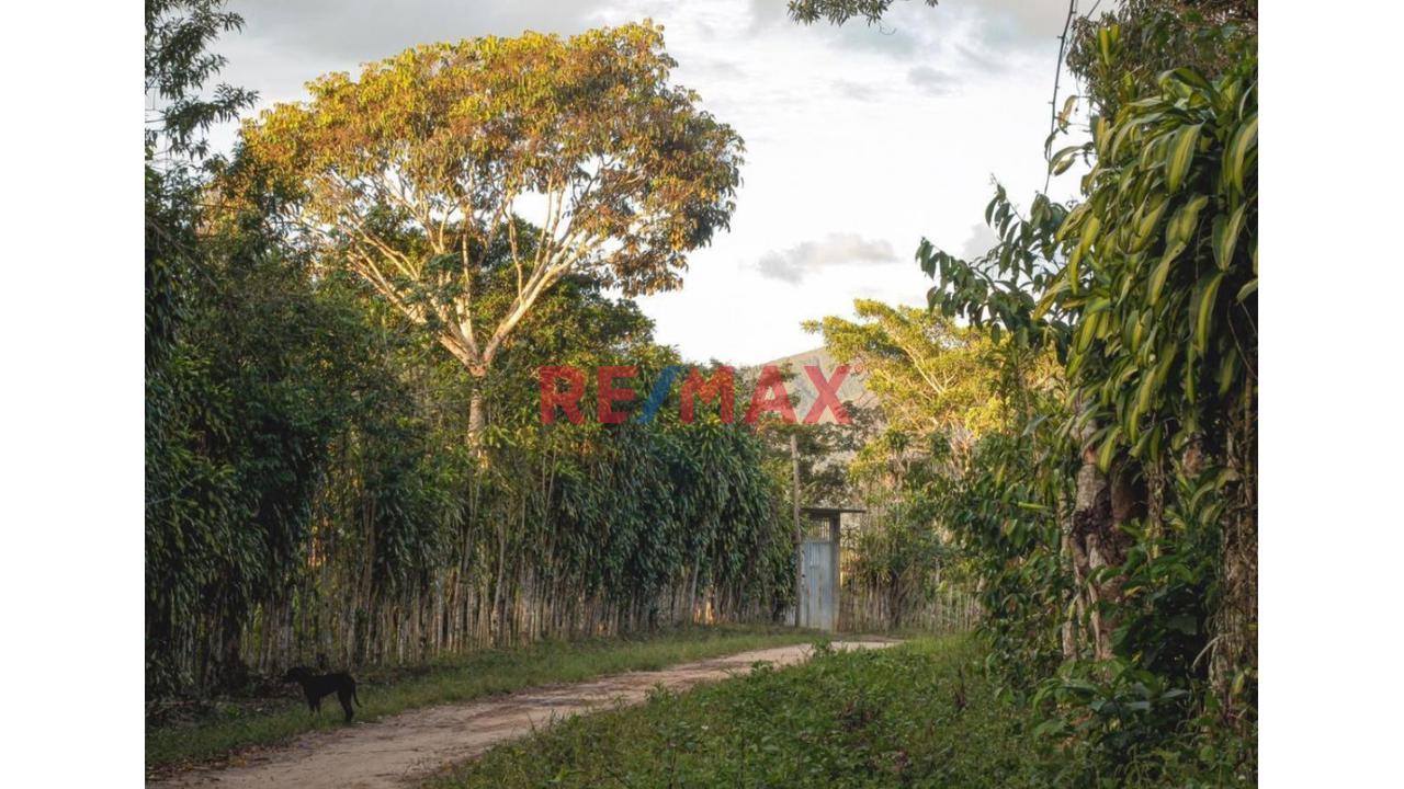 Vendo Terreno De 9 Hectáreas Con 444M2 En El Mismo Moyobamba - 5