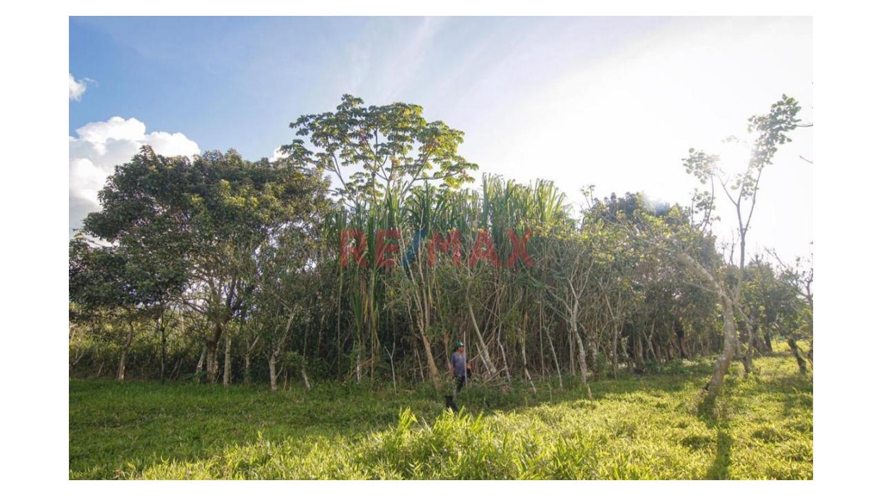 Vendo Terreno De 9 Hectáreas Con 444M2 En El Mismo Moyobamba - 11