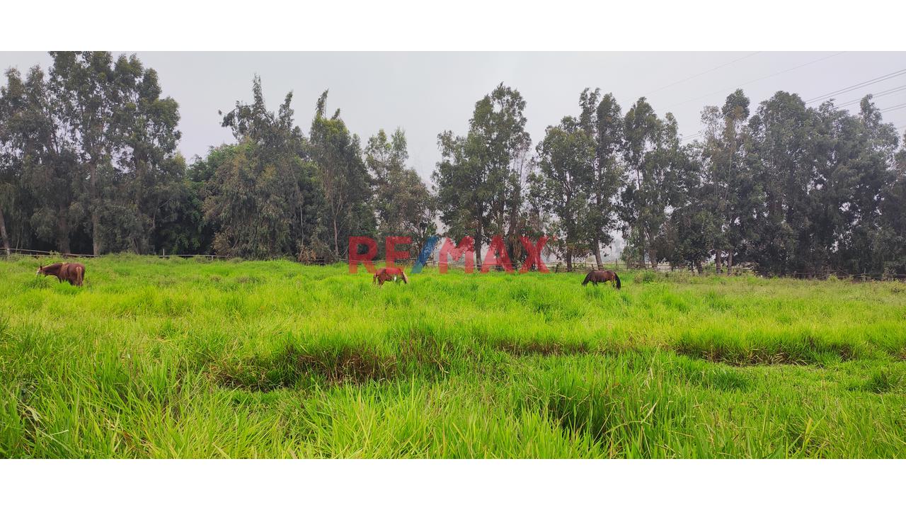 Excelente Inversión- Venta De Terreno En Cieneguilla (1 Hectarea) — foto 7