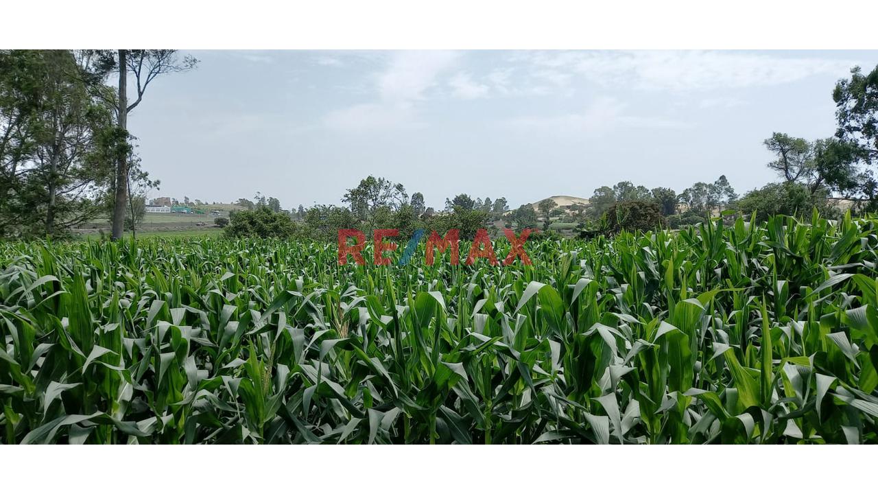 🌱 ¡Oportunidad Agrícola Estratégica En Barranca! 🌾 — foto 6