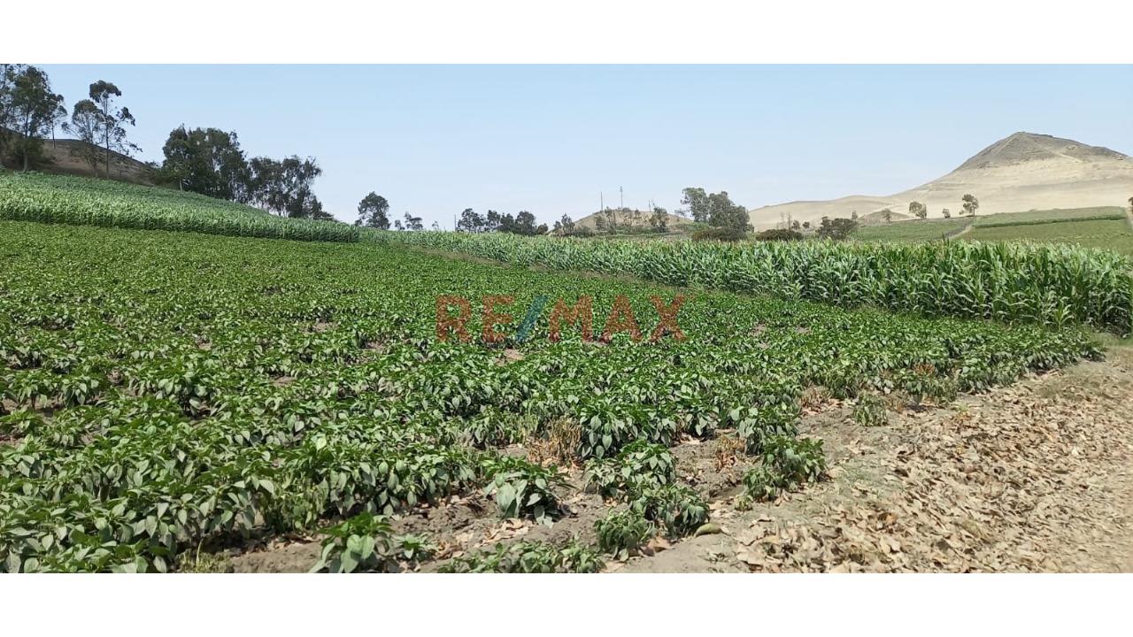 🌱 ¡Oportunidad Agrícola Estratégica En Barranca! 🌾 — foto 5