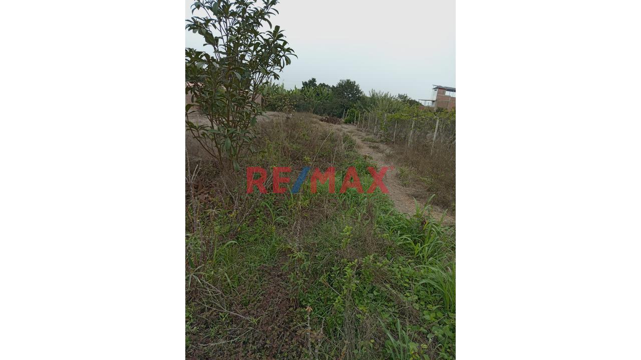 Se Vende Terreno En Mala - Cañete - 4