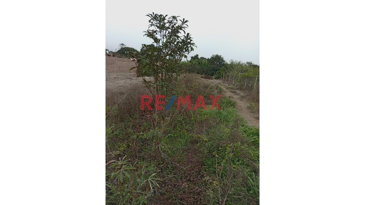 Se Vende Terreno En Mala - Cañete - 5