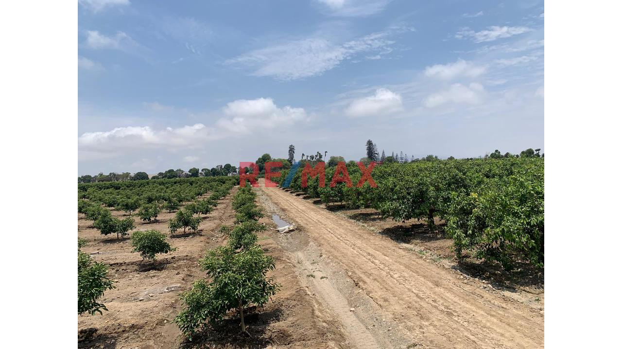 Terreno Agricola Cañete - 2