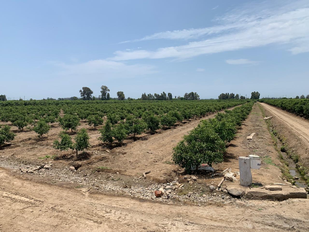 Terreno Agricola Cañete - 1