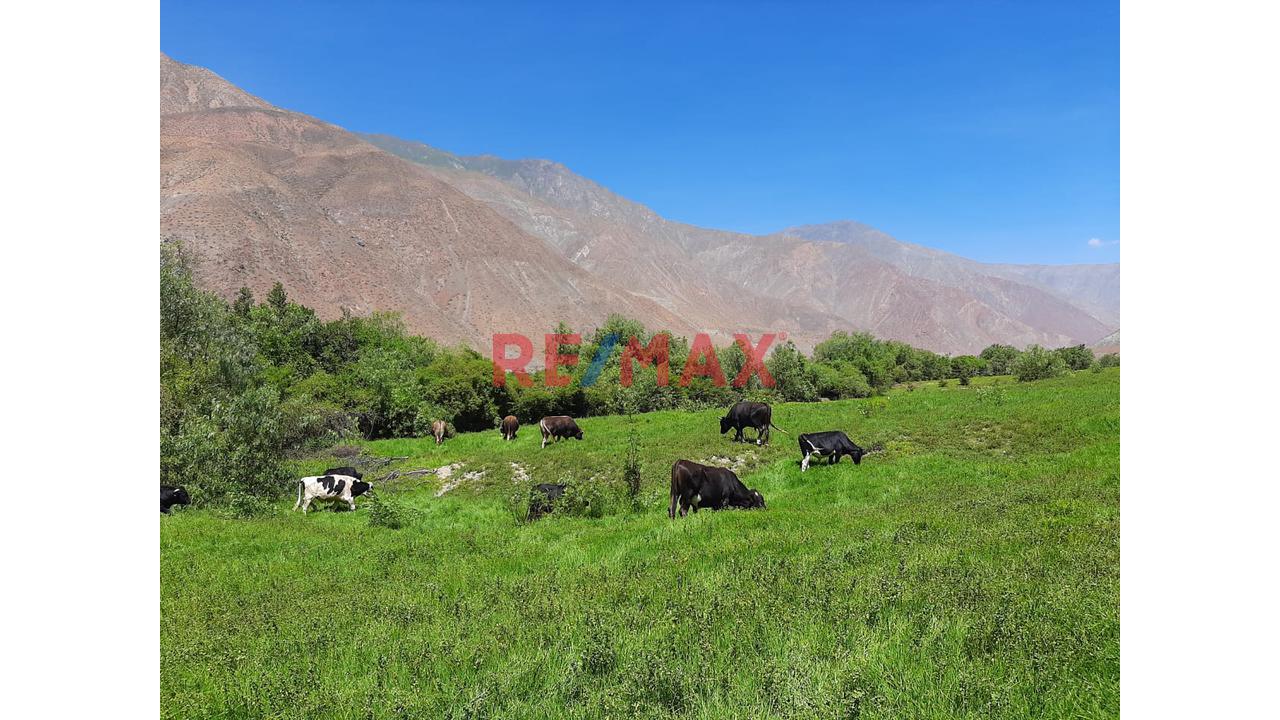 Haz Realidad Tu Proyecto Rural: Fundo Ganadero Y Agrícola En El Corazón De Sancos-Ayacucho - 2