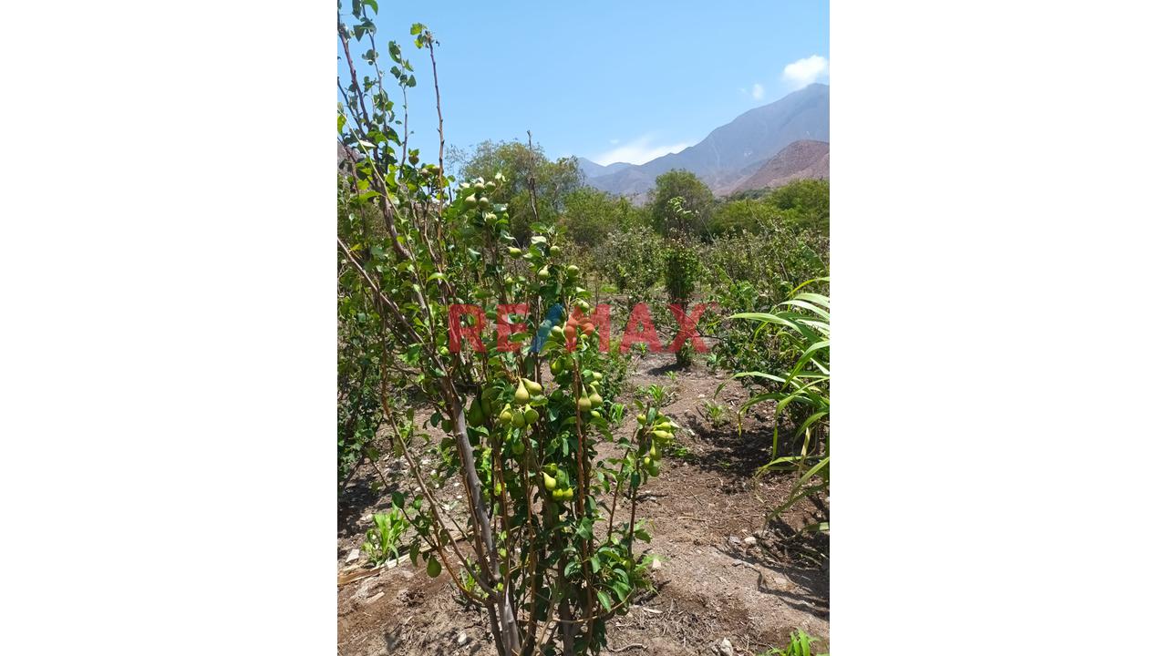 Haz Realidad Tu Proyecto Rural: Fundo Ganadero Y Agrícola En El Corazón De Sancos-Ayacucho - 12
