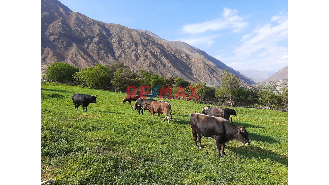 Haz Realidad Tu Proyecto Rural: Fundo Ganadero Y Agrícola En El Corazón De Sancos-Ayacucho - 3