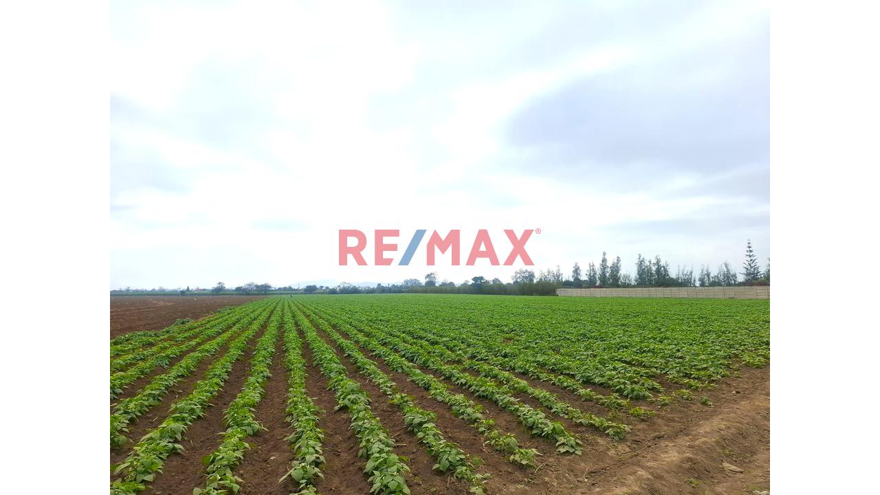 Terreno En Venta De 1.5 Hectáreas Ubicado En Quilmaná - Cañete - 10