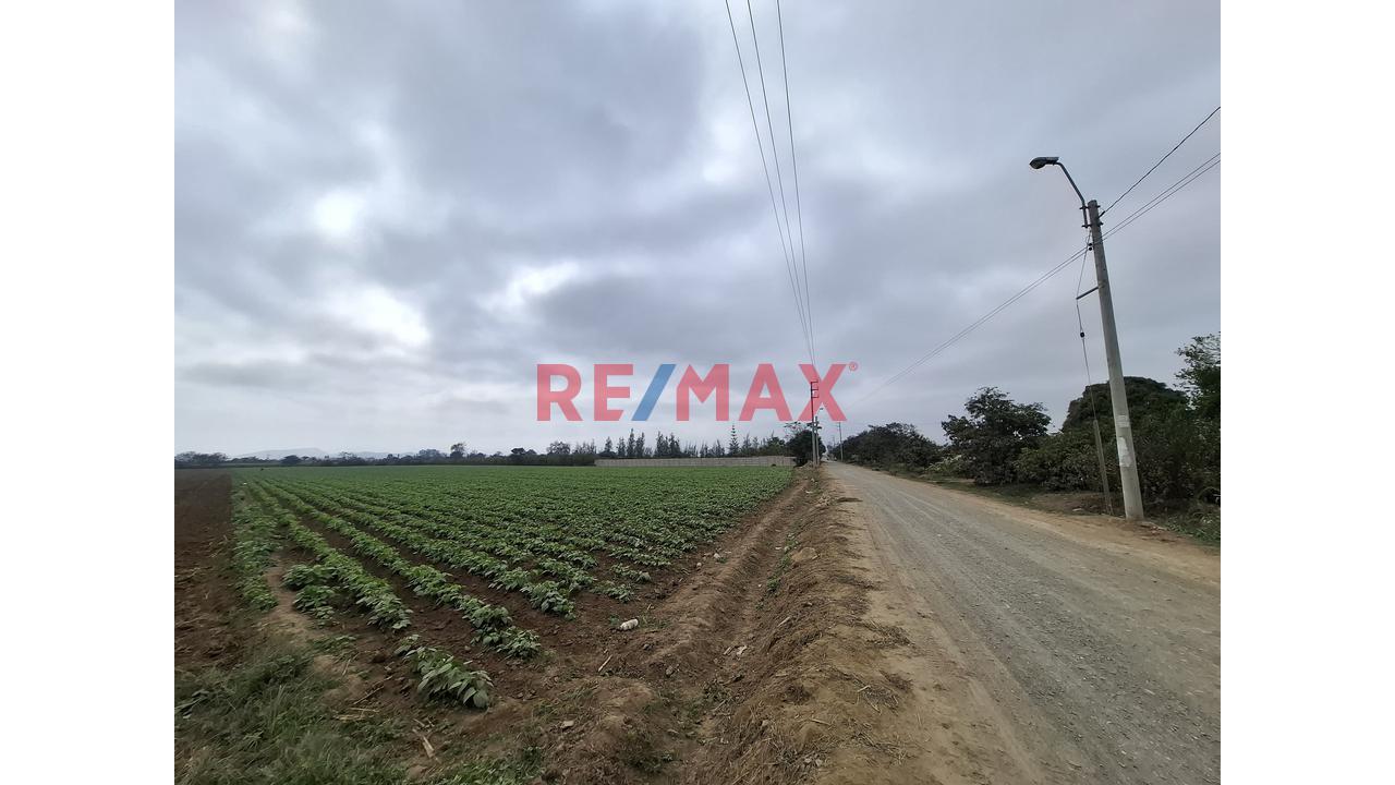 Terreno En Venta De 1.5 Hectáreas Ubicado En Quilmaná - Cañete - 6