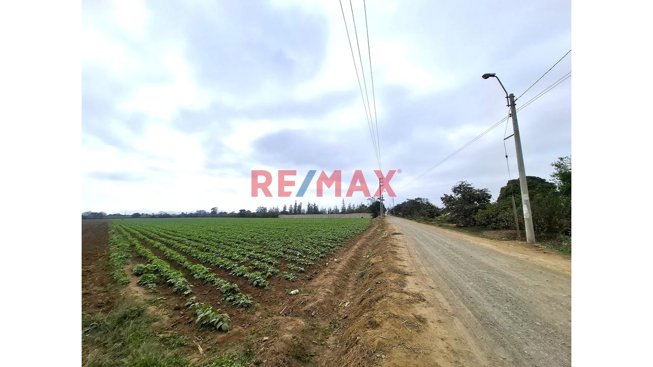 Terreno En Venta De 1.5 Hectáreas Ubicado En Quilmaná - Cañete - 9