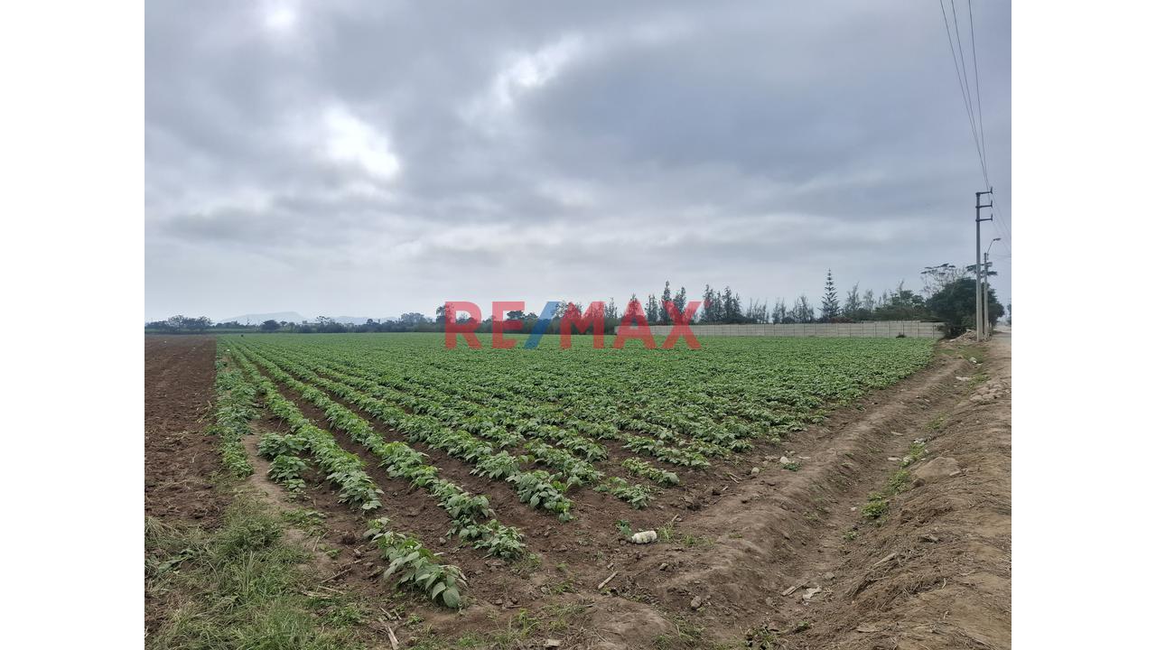 Terreno En Venta De 1.5 Hectáreas Ubicado En Quilmaná - Cañete - 3
