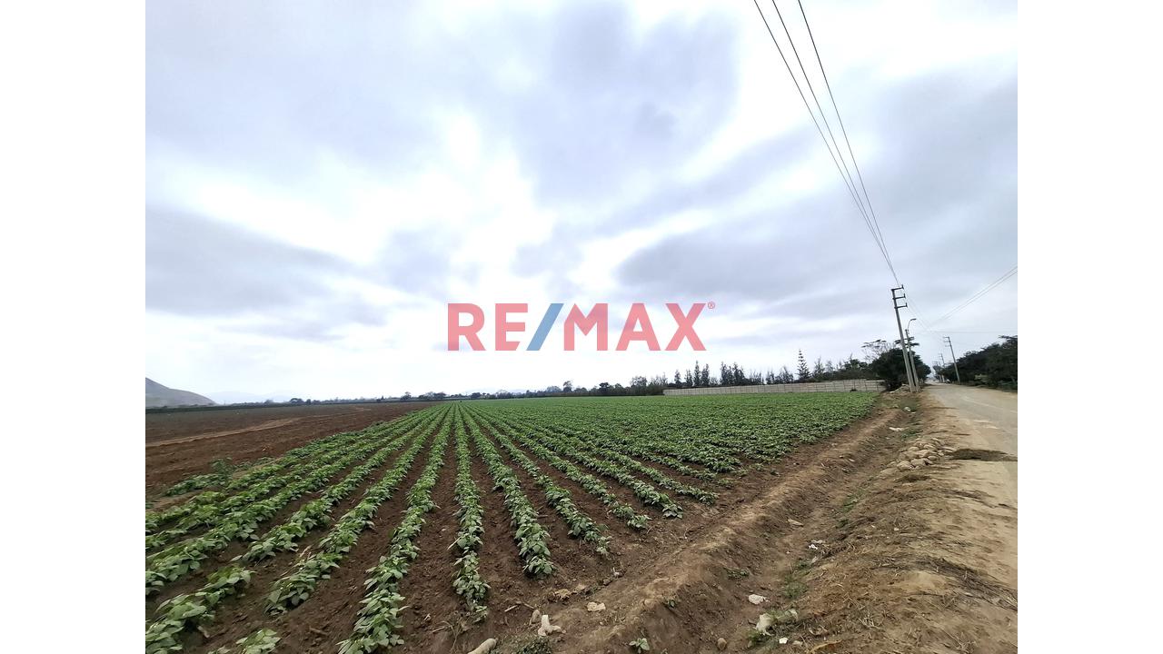 Terreno En Venta De 1.5 Hectáreas Ubicado En Quilmaná - Cañete - 4