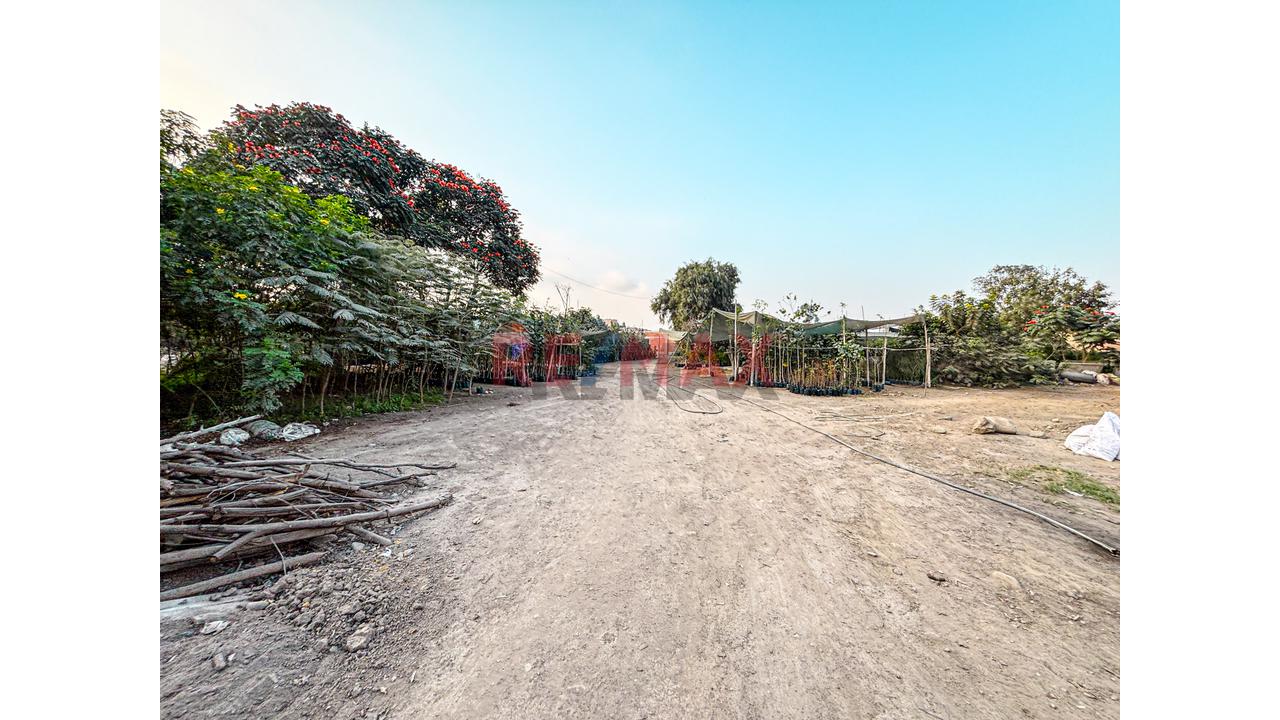 Venta De Terreno 5,000 M² – Puente Piedra - 19