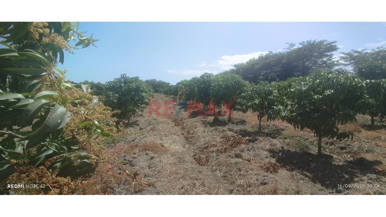 Se Vende Parcela De 6 Hectáreas Con Plantación De Mango - 9
