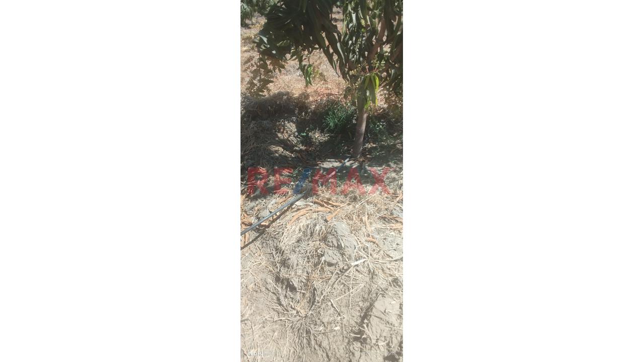 Se Vende Parcela De 6 Hectáreas Con Plantación De Mango - 11