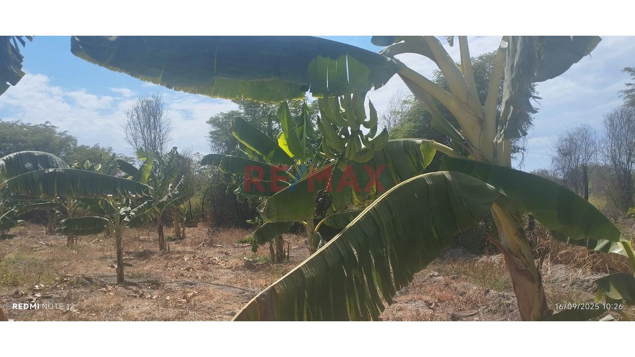 Se Vende Parcela De 6 Hectáreas Con Plantación De Mango - 13
