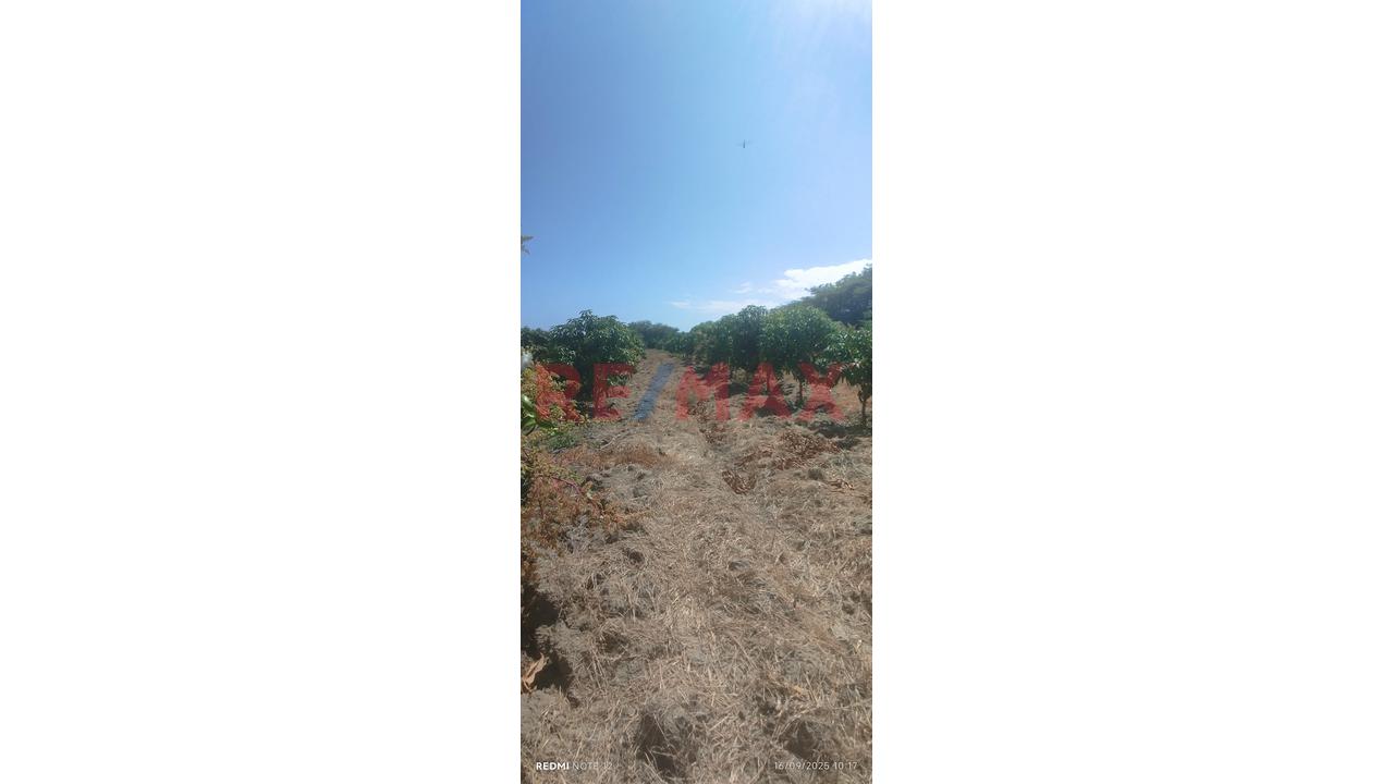 Se Vende Parcela De 6 Hectáreas Con Plantación De Mango - 10