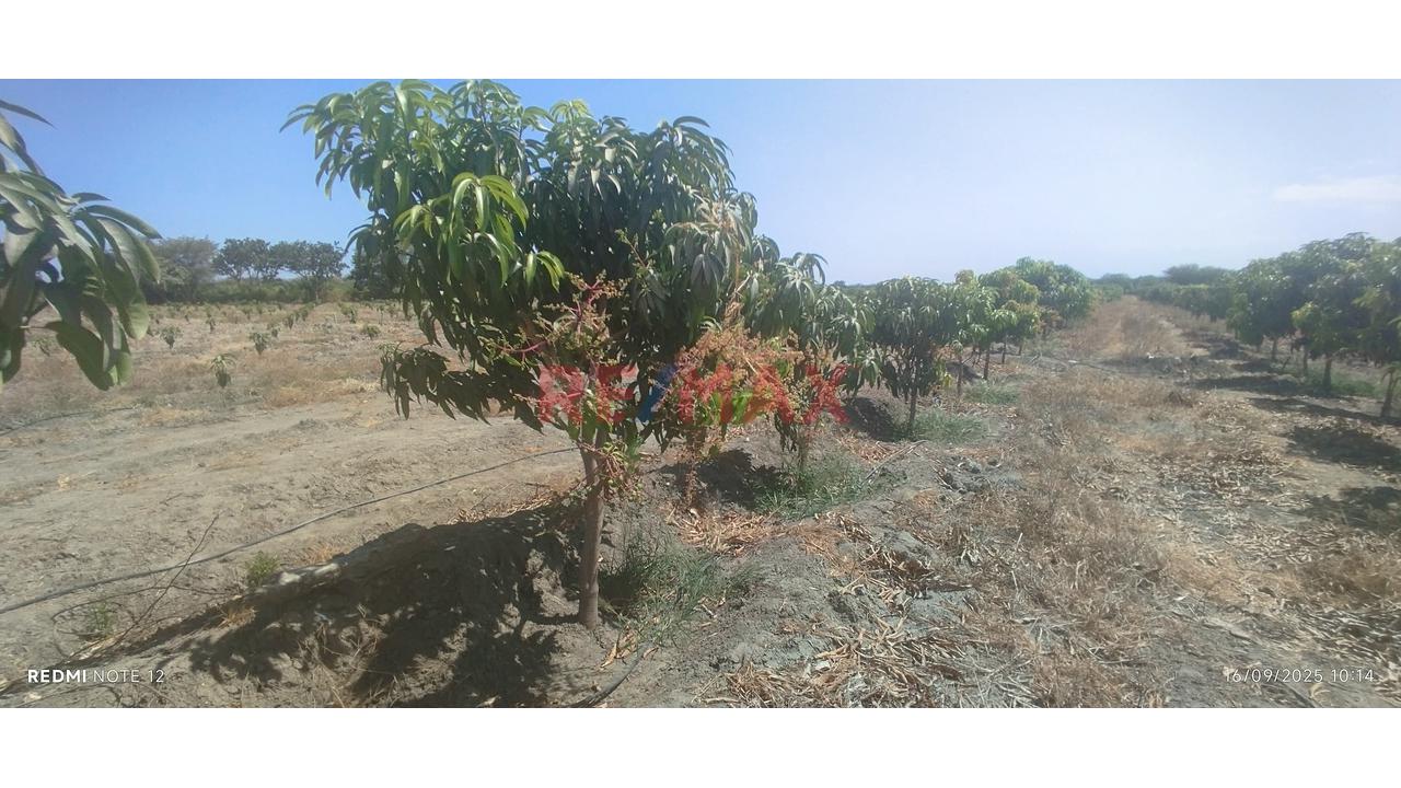 Se Vende Parcela De 6 Hectáreas Con Plantación De Mango - 1