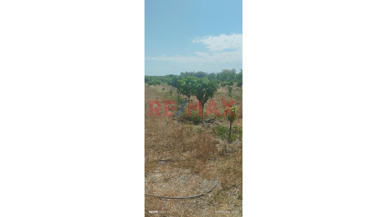 Se Vende Parcela De 6 Hectáreas Con Plantación De Mango - 12