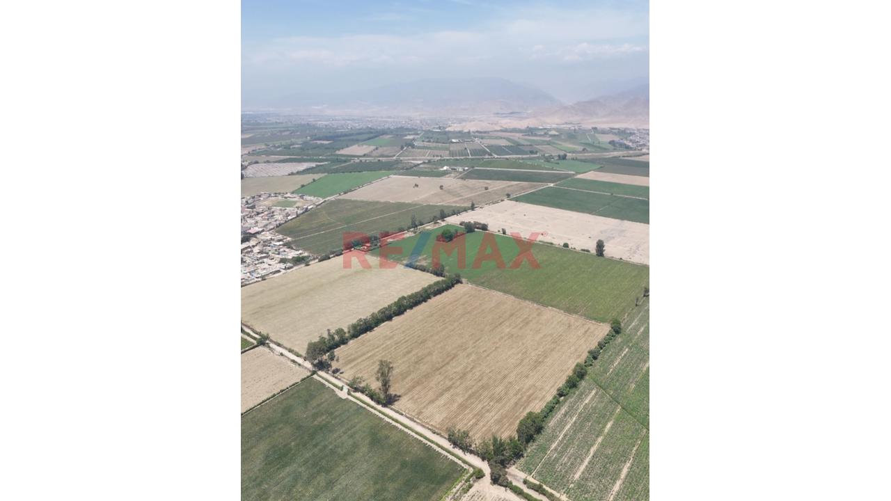 Venta De Terreno : Con Alta Rentabilidad Agrícola En Cañete - 4