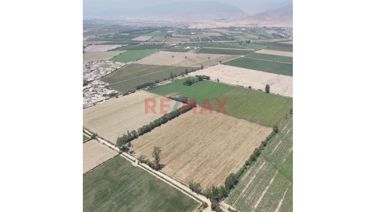 Venta De Terreno : Con Alta Rentabilidad Agrícola En Cañete - 3