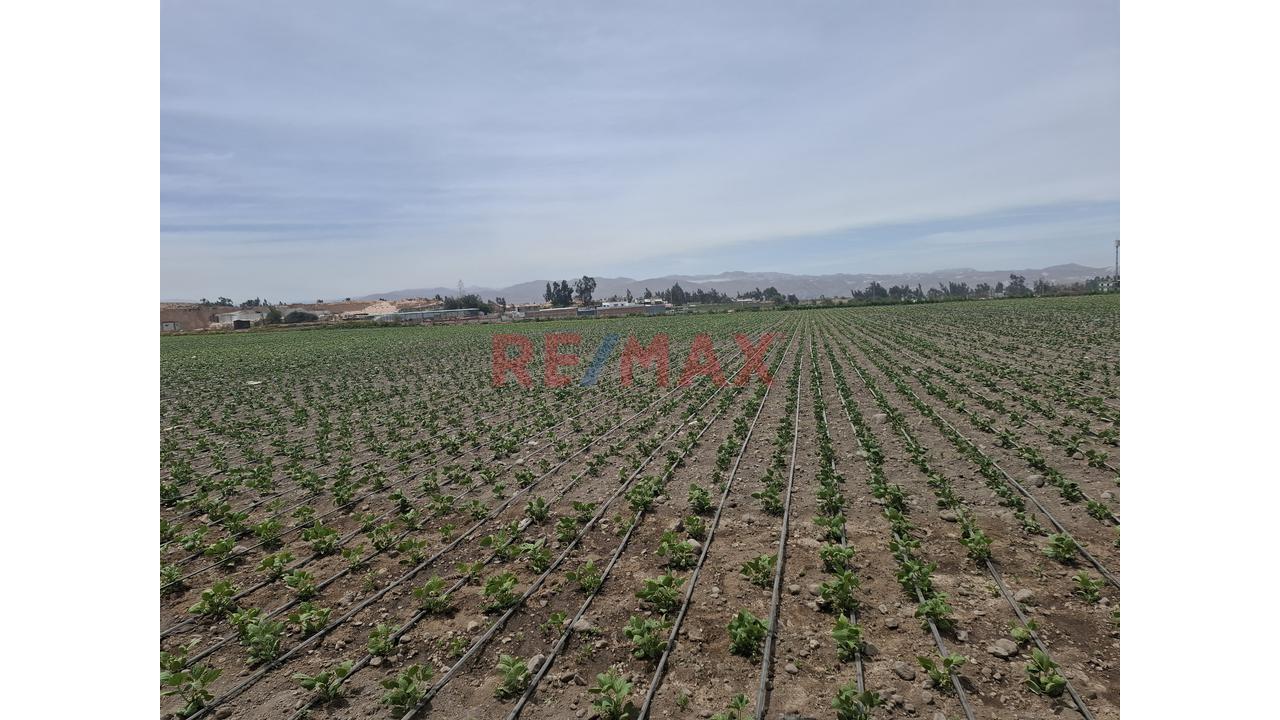Vendo Lindo Y Amplio Fundo Ubicado En Cerro Colorado – Arequipa - 17