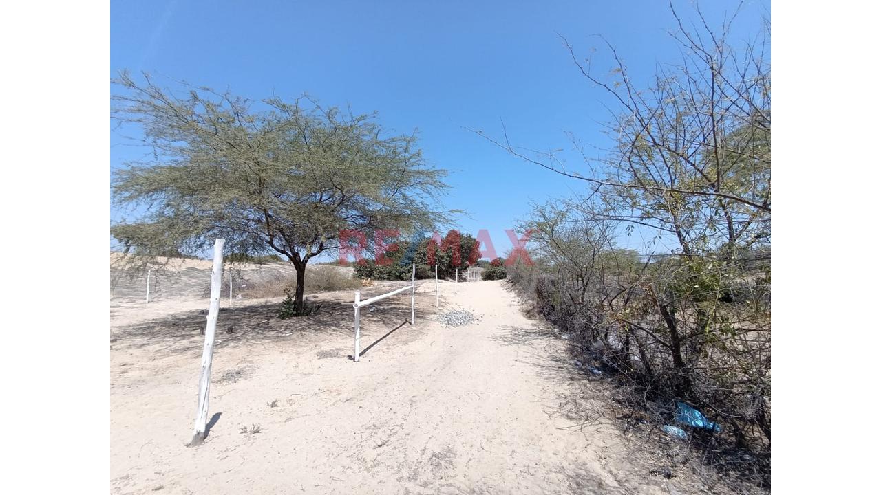 📍🌄 Se Vende Proyecto Lotizado | 📐1 Ha – Caserío El Molino, Piura | 32 Lotes De 200 M² | 🔰Escritura En Registros Públicos | A 15 Min De Piura | Ideal Casas De Campo 🏡✅ - 3