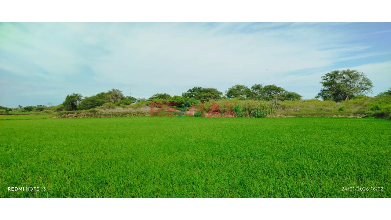 Terreno En Venta - Lambayeque - 8