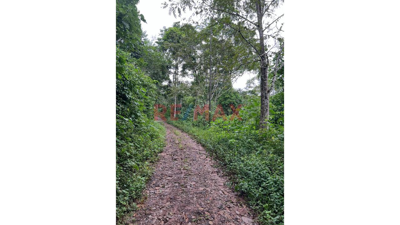 Vendo Terreno De 33 Hetareas En Villa Rica Oxapampa - 13