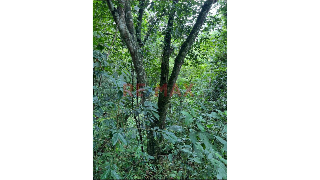 Vendo Terreno De 33 Hetareas En Villa Rica Oxapampa - 14