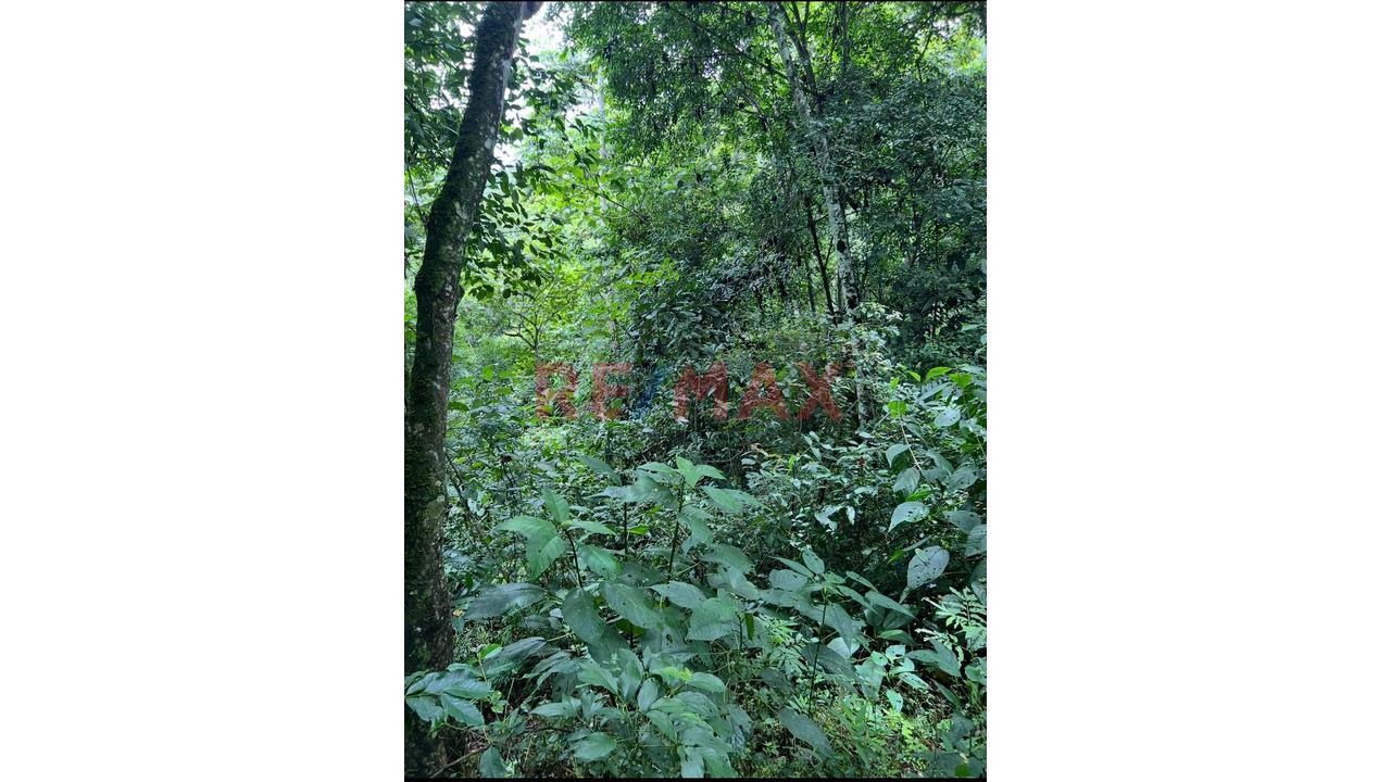 Vendo Terreno De 33 Hetareas En Villa Rica Oxapampa - 15
