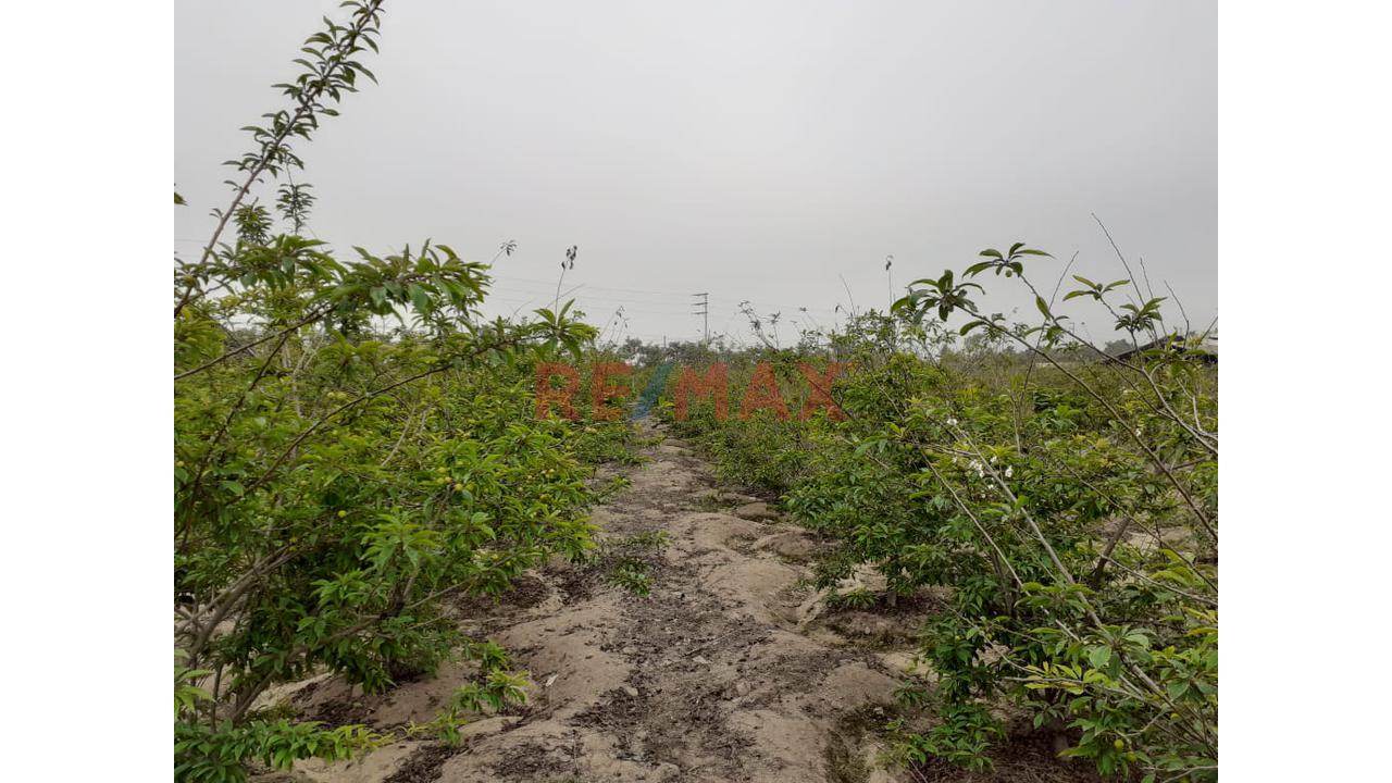 Oportunidad Estratégica: 15 Ha A 35 Min Del Mega Puerto De Chancay - Ideal Para Agroindustria O Logística - 10
