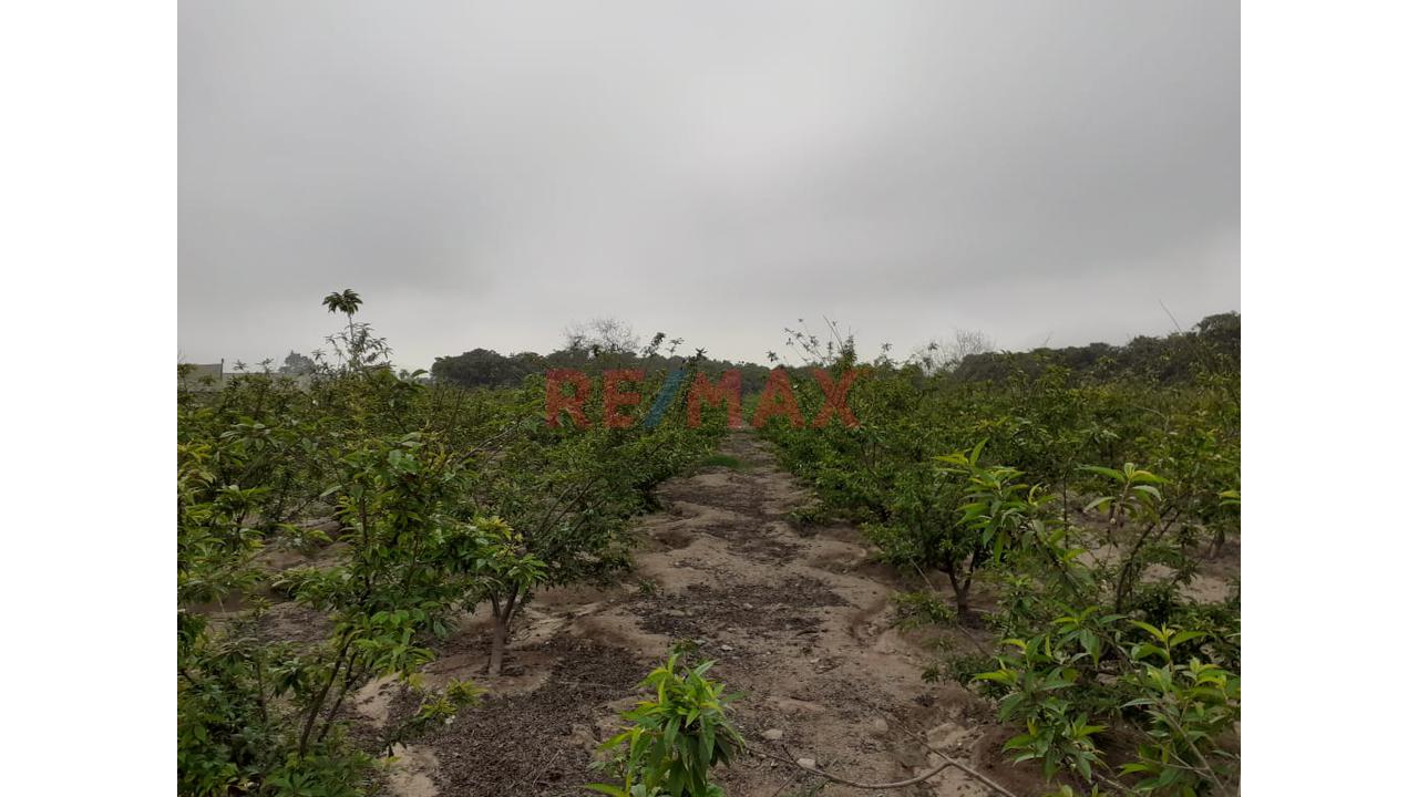 Oportunidad Estratégica: 15 Ha A 35 Min Del Mega Puerto De Chancay - Ideal Para Agroindustria O Logística - 9
