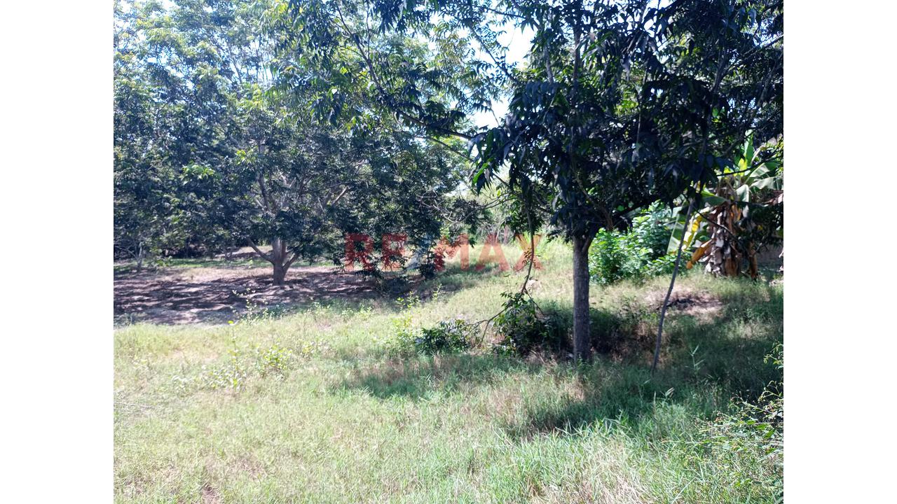 Se Vende Terreno Urbano – Sunampe, Chincha - 9
