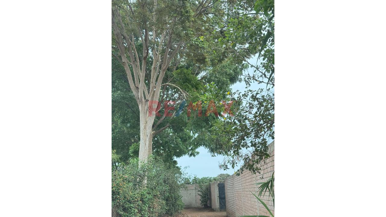🏡🌾 Oportunidad De Inversión Agrícola En Casma 🌾🏡 - 8