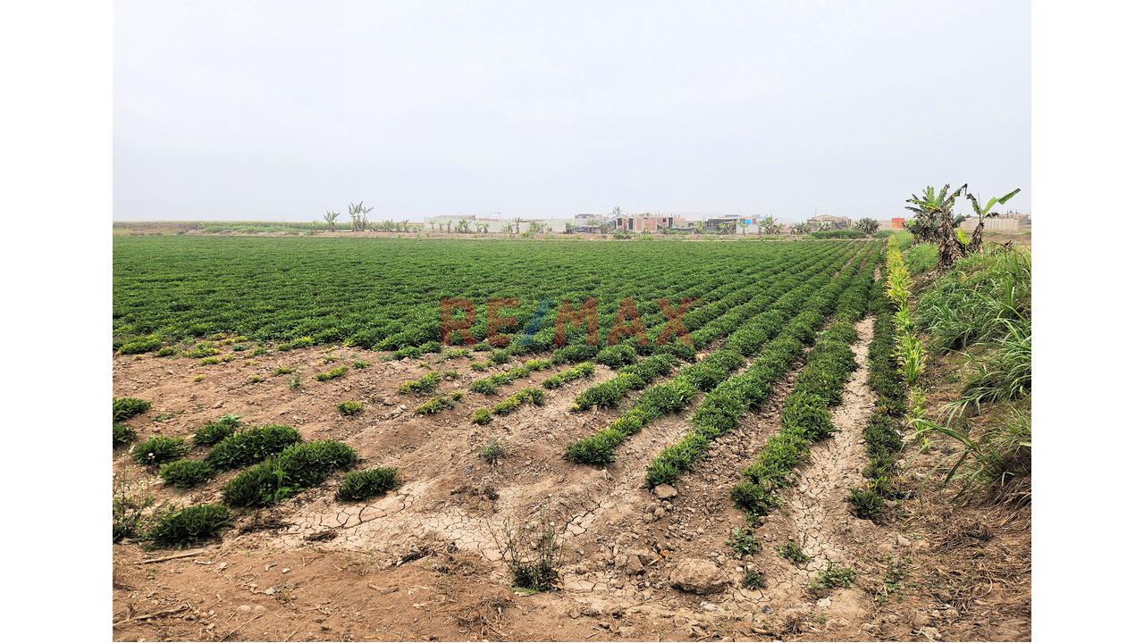 Venta De Terreno De Playa Y Agricola 13,989M2 - Santa Barbara, Valle Cañete — foto 6