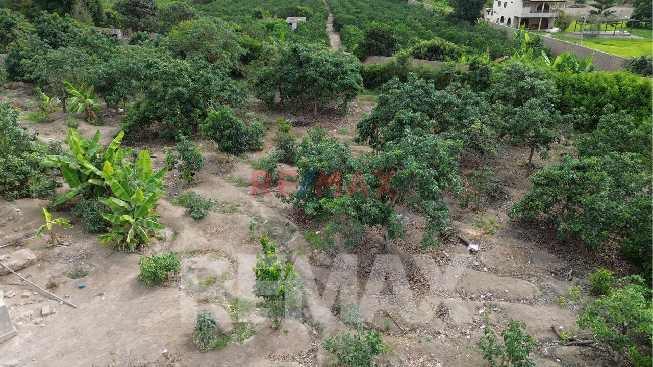 Venta De Terreno Agrícola De 1000 M² En Venta – Huaral — foto 10