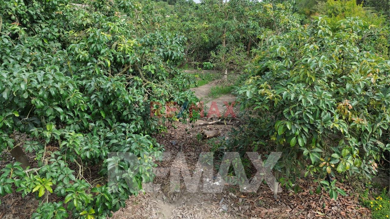 Venta De Terreno Agrícola De 1000 M² En Venta – Huaral — foto 4