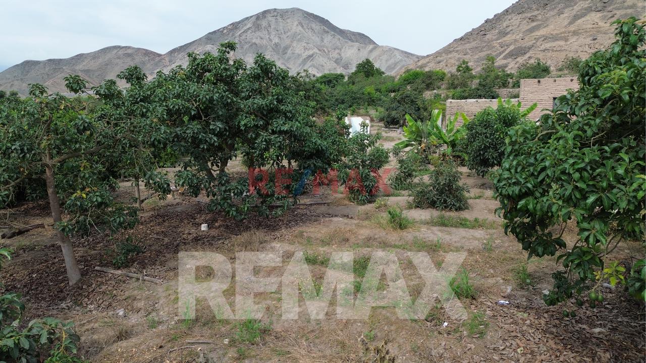 Venta De Terreno Agrícola De 1000 M² En Venta – Huaral — foto 2