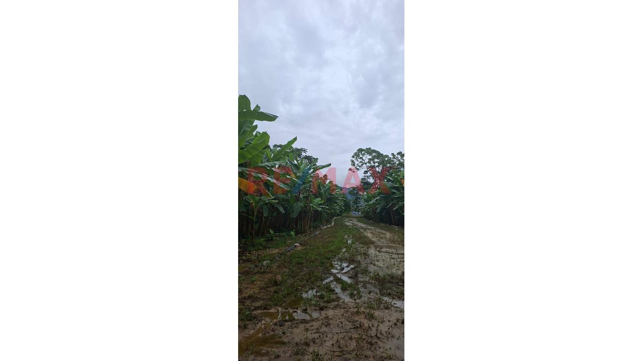Terrenos En Venta – Zona Turística De Naranjillo, Tingo María -Huanuco - 14