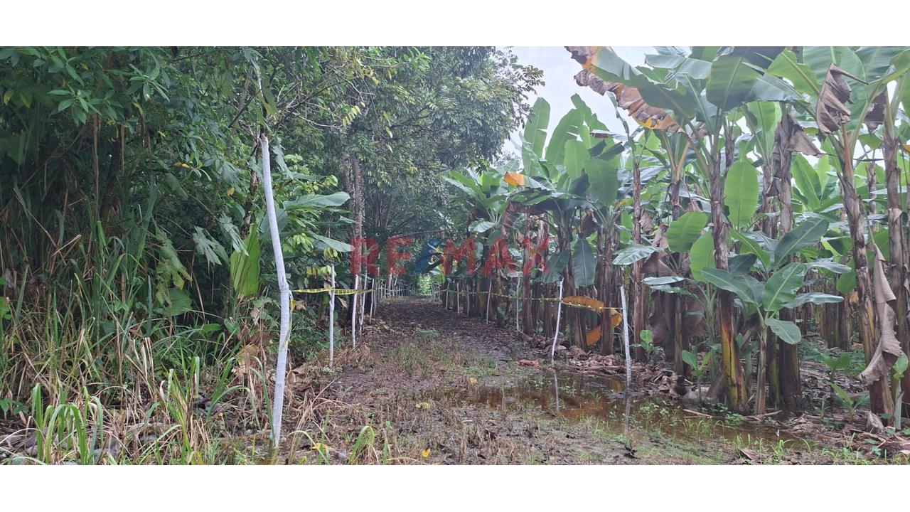 Terrenos En Venta – Zona Turística De Naranjillo, Tingo María -Huanuco - 12