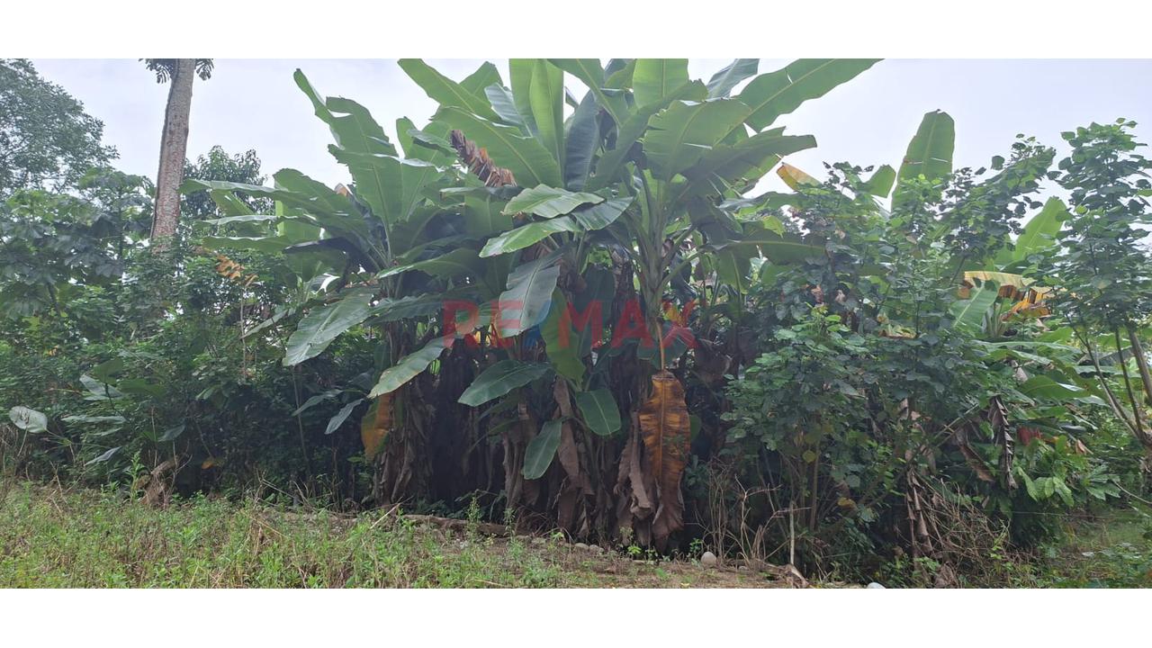 Terrenos En Venta – Zona Turística De Naranjillo, Tingo María -Huanuco - 16