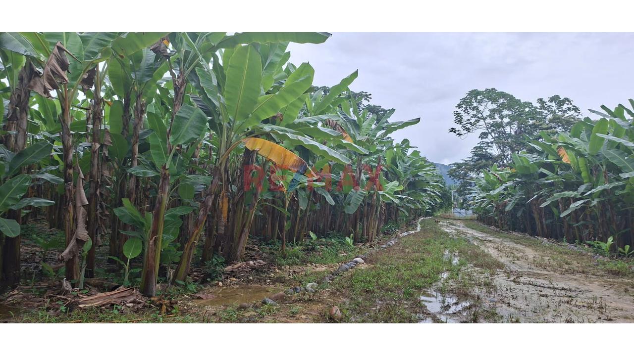 Terrenos En Venta – Zona Turística De Naranjillo, Tingo María -Huanuco - 13
