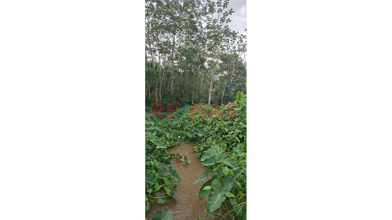Terrenos En Venta – Zona Turística De Naranjillo, Tingo María -Huanuco - 17
