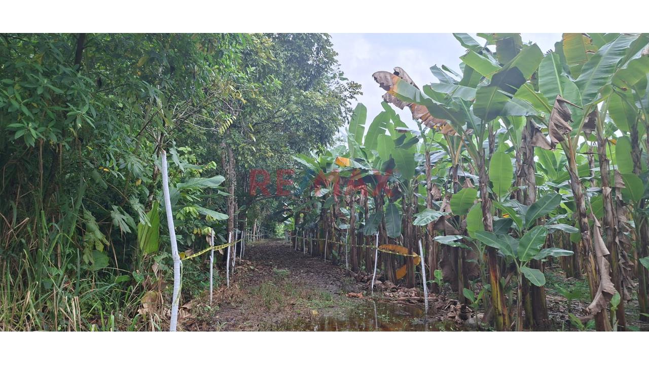 Terrenos En Venta – Zona Turística De Naranjillo, Tingo María -Huanuco - 7