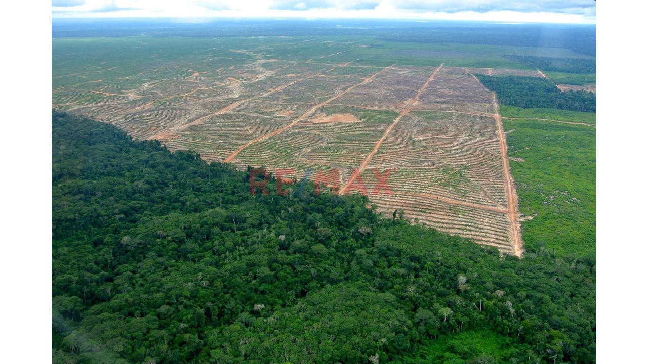 Vendo Terreno De Mas De Ocho Hectareas En Yarinacocha, Cerca A La Laguna Cashibococha 🌿🏝 - 4